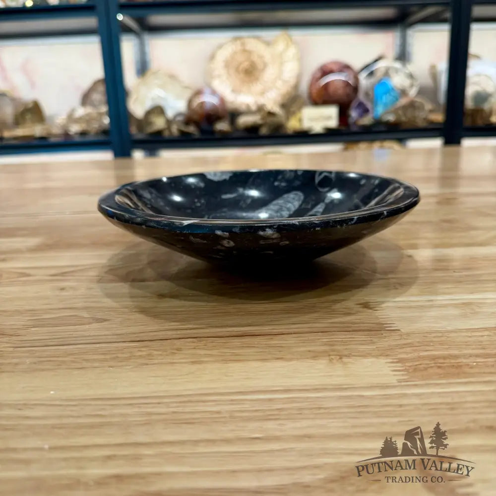 Orthoceras Fossil Bowl 8’’ - Fossil Bowl