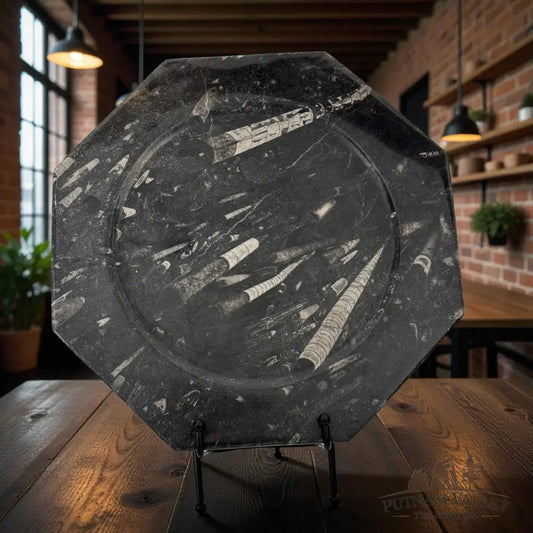 Orthoceras Fossil Octagon Plate Fossil Plate