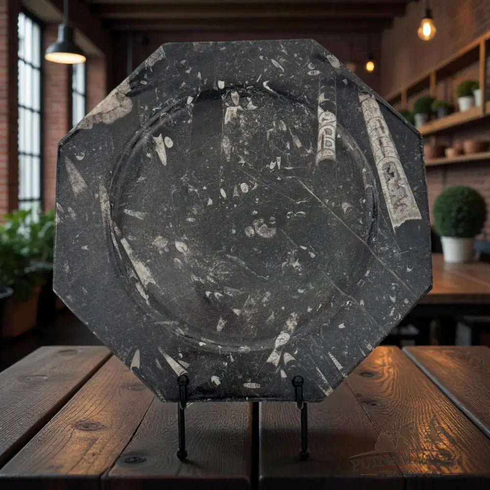 Orthoceras Fossil Octagon Plate Fossil Plate