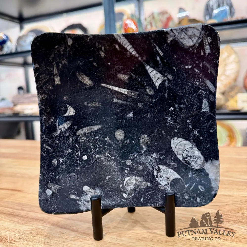 Orthoceras Fossil Raised Corner Dish 6.25’’ - Fossil Plate