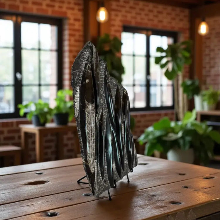 Orthoceras Fossil Slab Fossil Slab