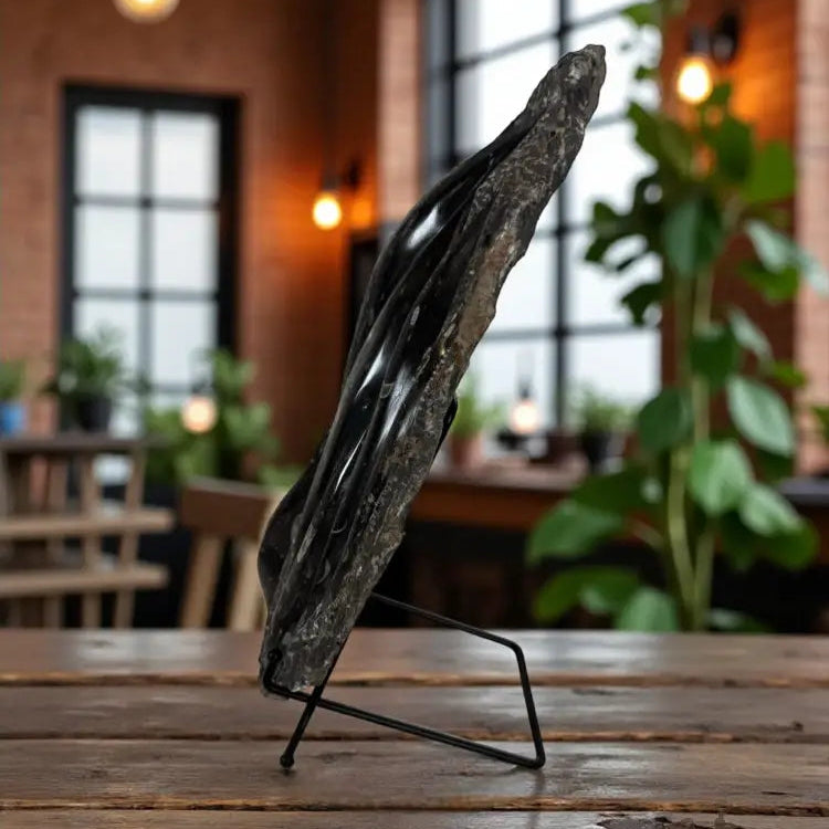 Orthoceras Fossil Slab Fossil Slab