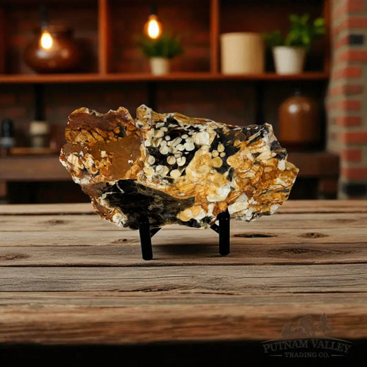 Petrified Australia Peanut Wood End Cut Slab