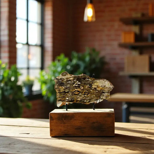 Petrified Australia Peanut Wood Slab Slab