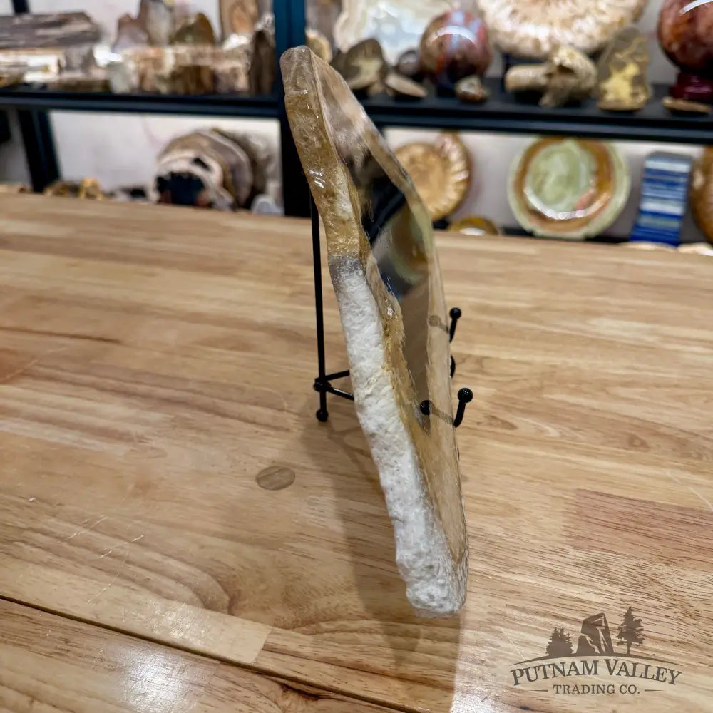 Petrified Palmwood Slab 12.75’’ - Slab