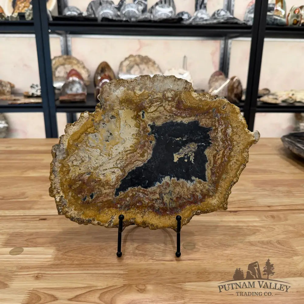 Petrified Palmwood Slab Slab