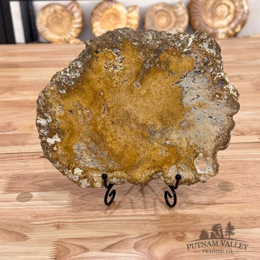 Petrified Palmwood Slab Slab