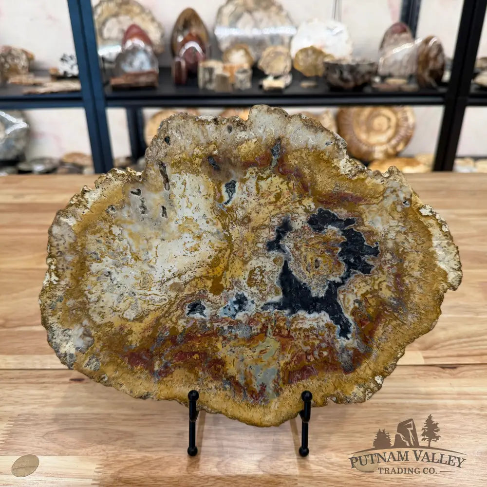 Petrified Palmwood Slab Slab