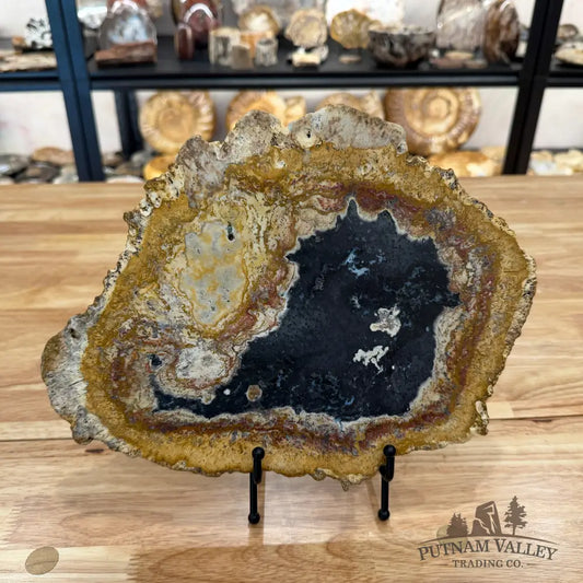 Petrified Palmwood Slab Slab