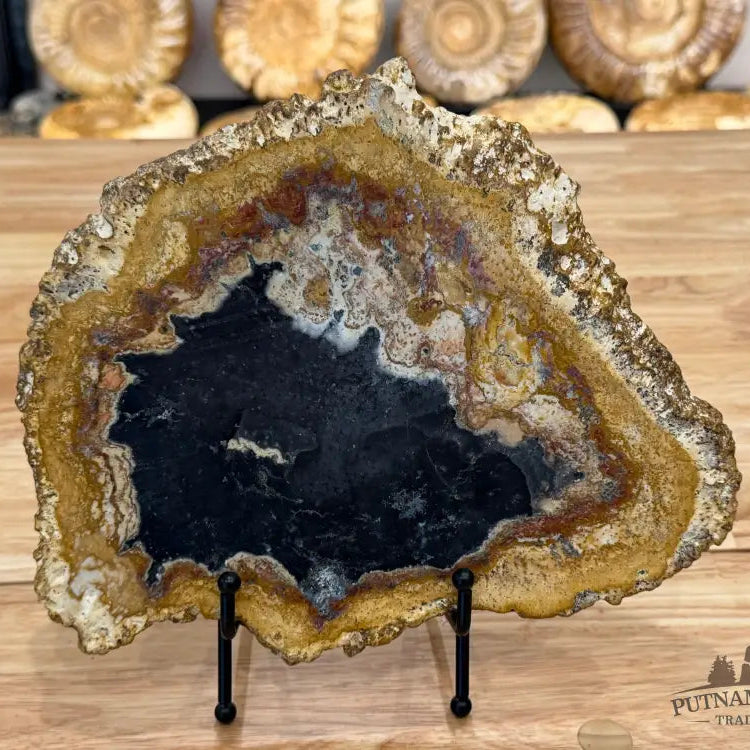 Petrified Palmwood Slab Slab