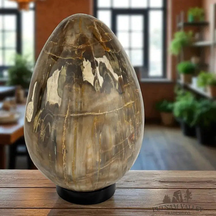 Petrified Wood Egg Egg