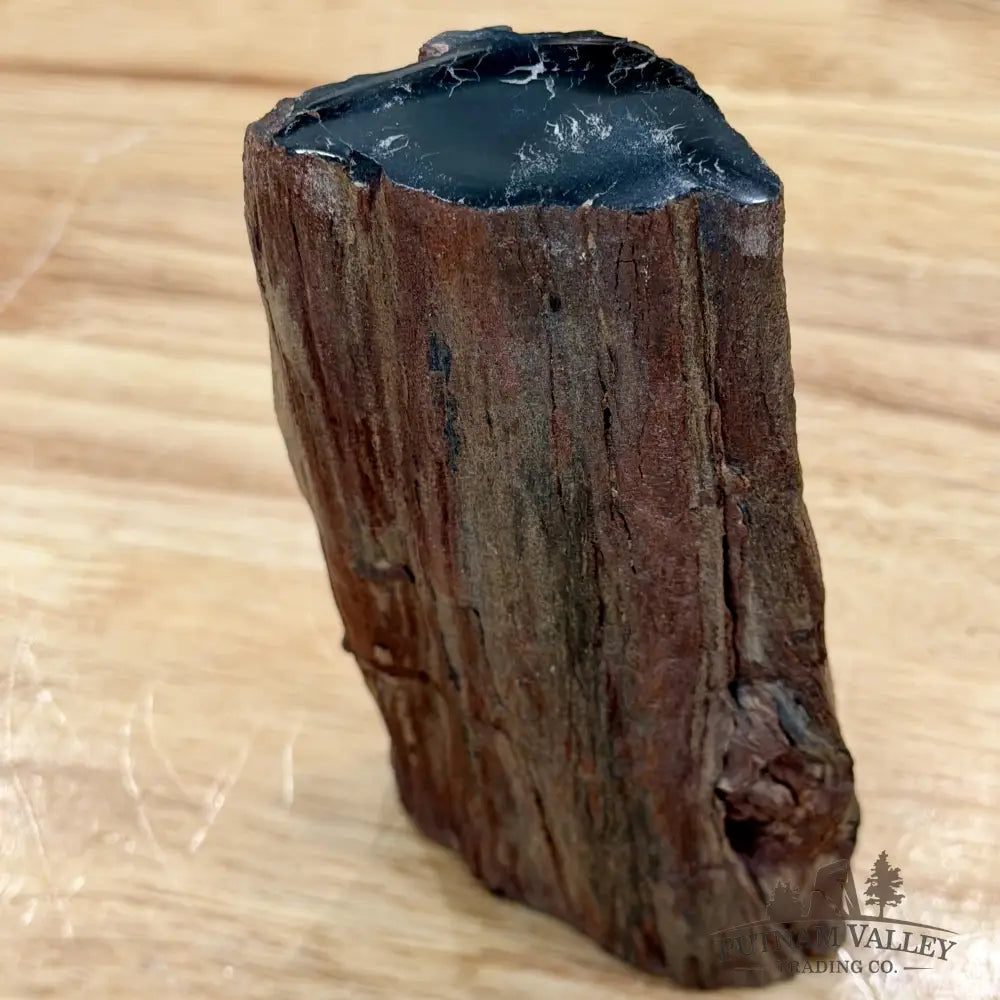Petrified Wood Limb Accent 5’’ - Accent