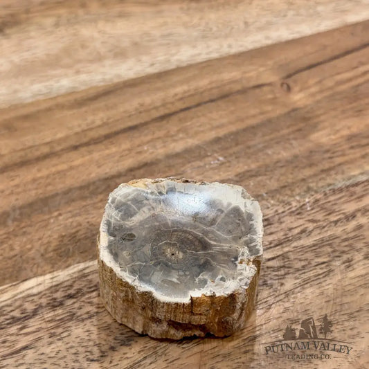 Petrified Wood Mini Stump Accent 1.85’’ - Free Standing Accent
