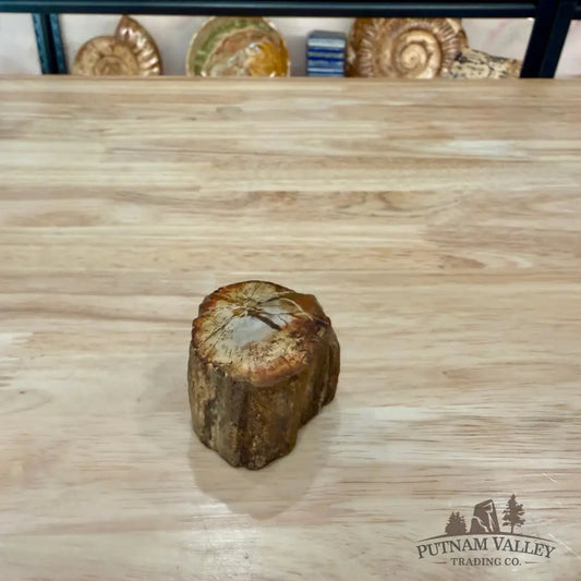 Petrified Wood Mini Stump Accent 1.9’’ - Accent