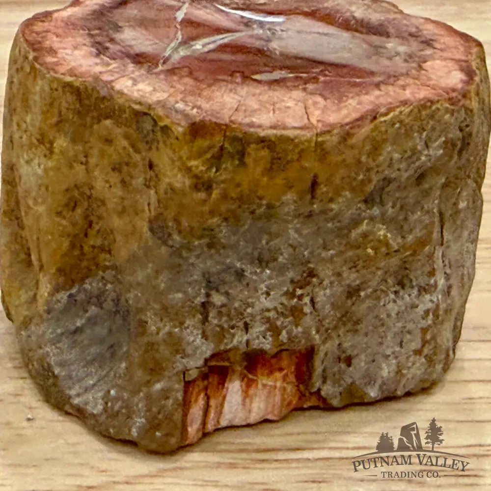 Petrified Wood Mini Stump Accent 1.91’’ - Accent