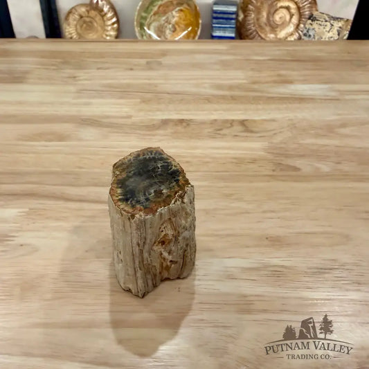 Petrified Wood Mini Stump Accent 2.4’’ - Accent
