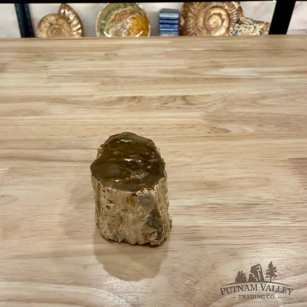 Petrified Wood Mini Stump Accent 2.5’’ - Accent