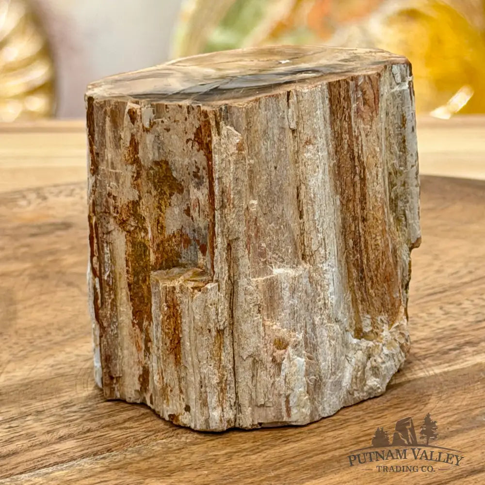 Petrified Wood Mini Stump Accent 2.65’’ - Free Standing Accent
