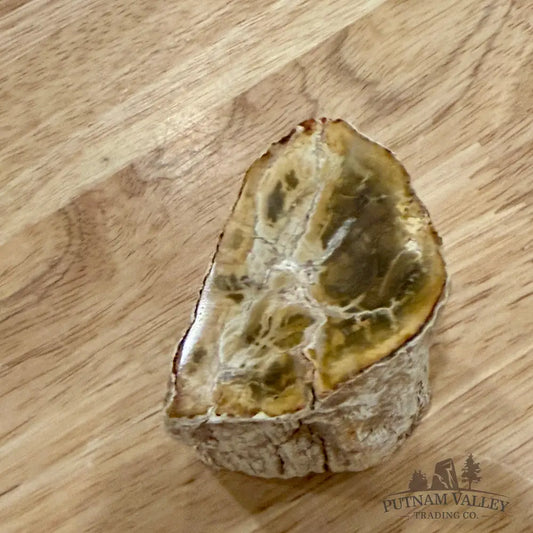 Petrified Wood Mini Stump Accent 2.7’’ - Accent
