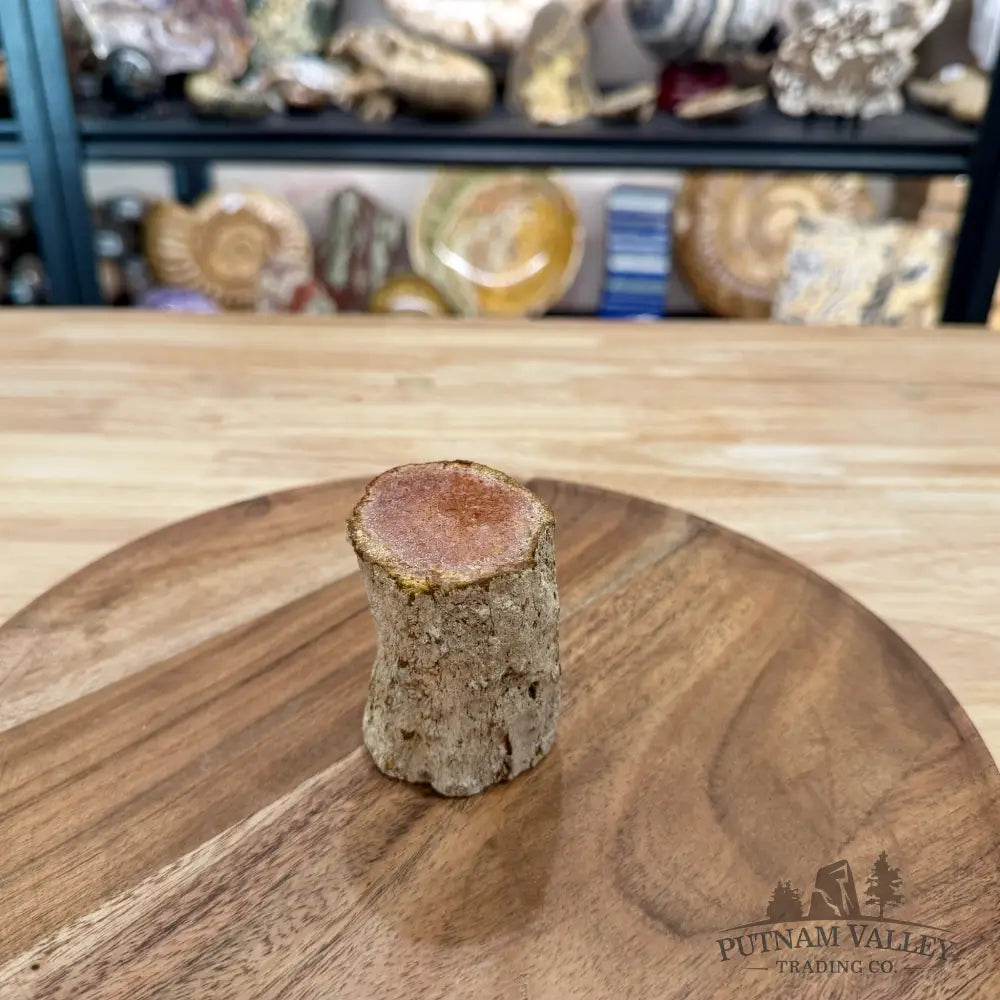 Petrified Wood Mini Stump Accent 2.7’’ - Free Standing Accent