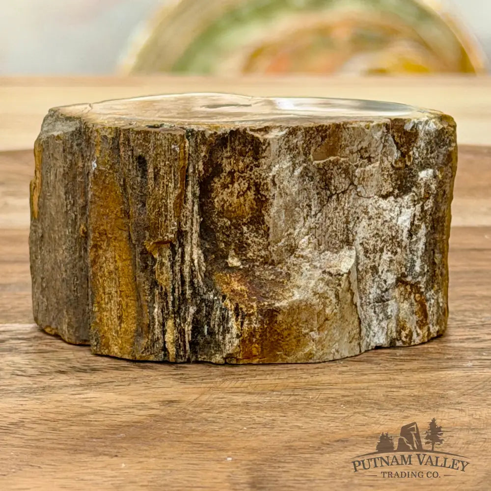 Petrified Wood Mini Stump Accent 2.7’’ - Free Standing Accent