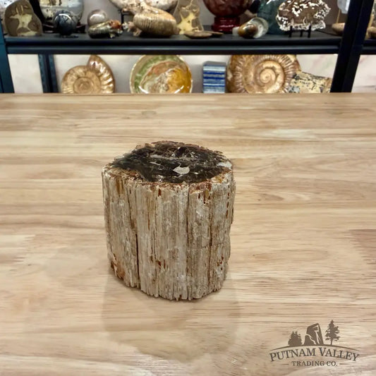 Petrified Wood Mini Stump Accent 2.75’’ - Accent