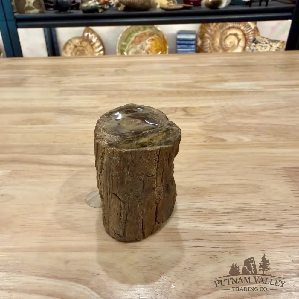 Petrified Wood Mini Stump Accent 2.85’’ - Accent