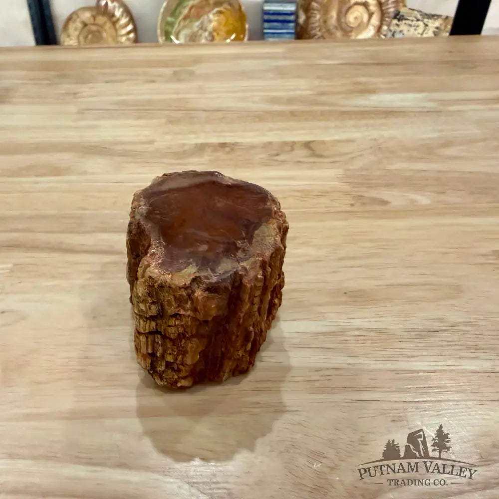 Petrified Wood Mini Stump Accent 2.86’’ - Accent