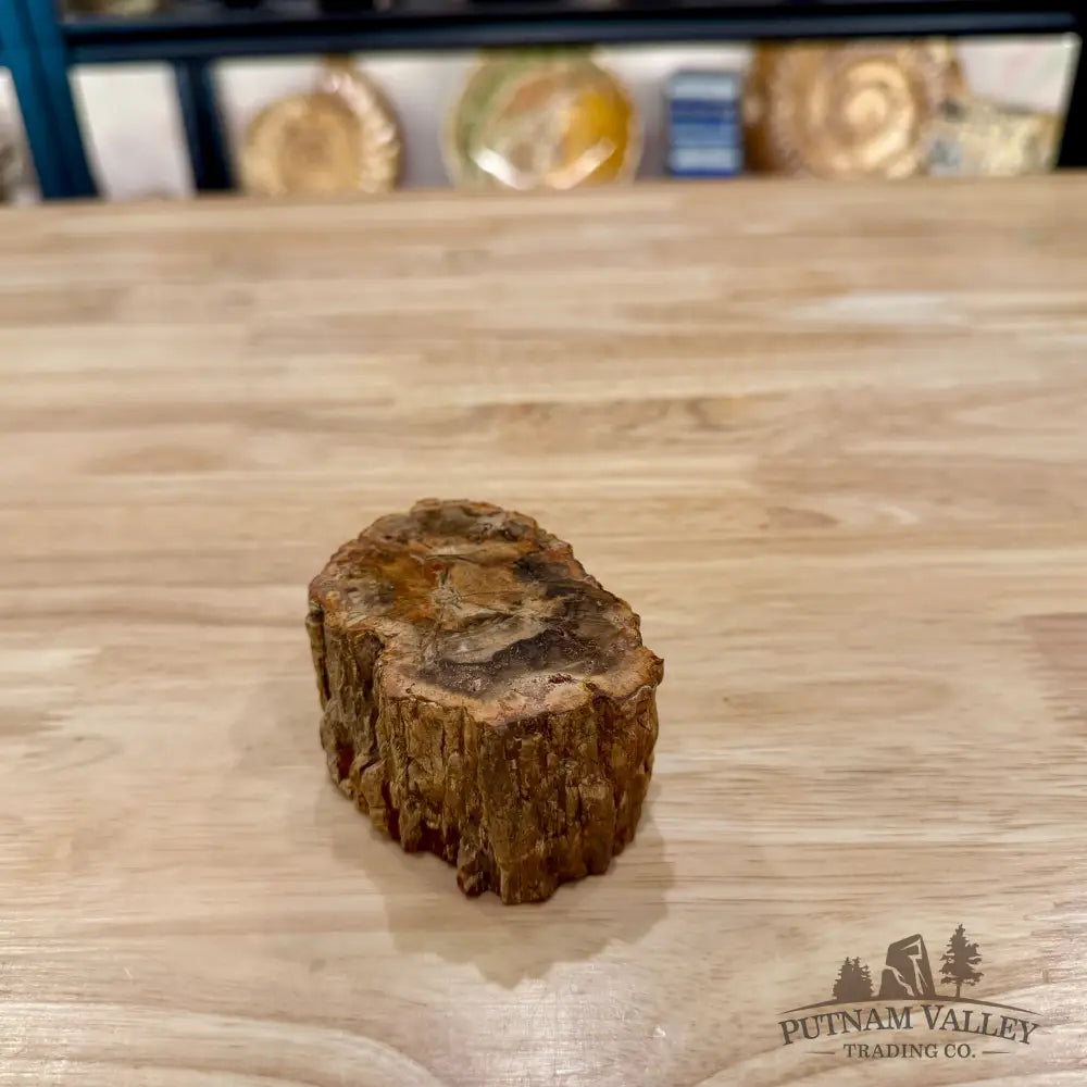 Petrified Wood Mini Stump Accent 3.25’’ - Accent