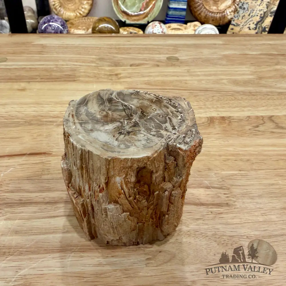 Petrified Wood Mini Stump Accent 3.34’’ - Accent