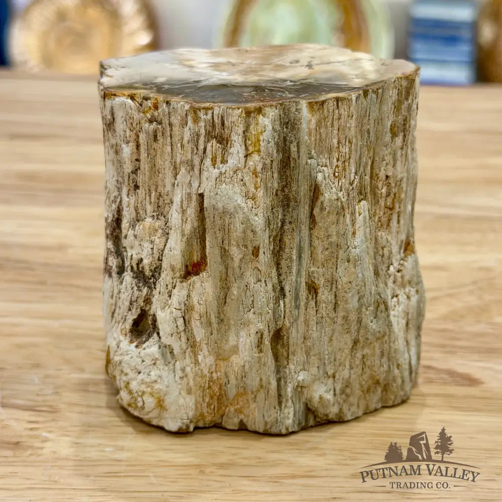 Petrified Wood Mini Stump Accent 3.5’’ - Accent