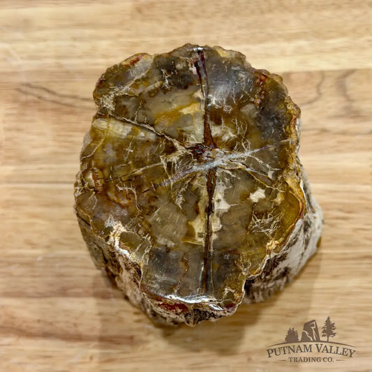 Petrified Wood Mini Stump Accent 3.5’’ - Accent