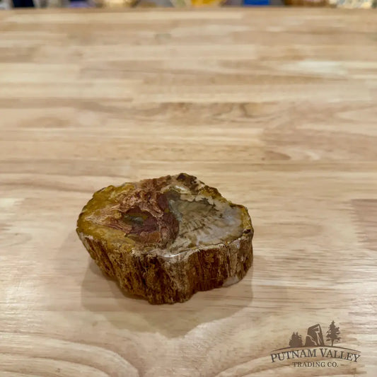 Petrified Wood Mini Stump Accent 3.63’’ - Accent