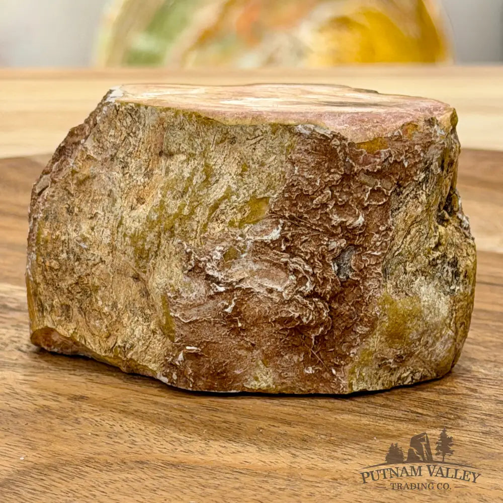 Petrified Wood Mini Stump Accent 3’’ - Free Standing Accent