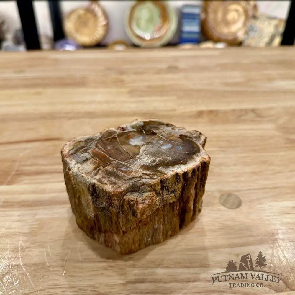 Petrified Wood Mini Stump Accent 4.23’’ - Accent