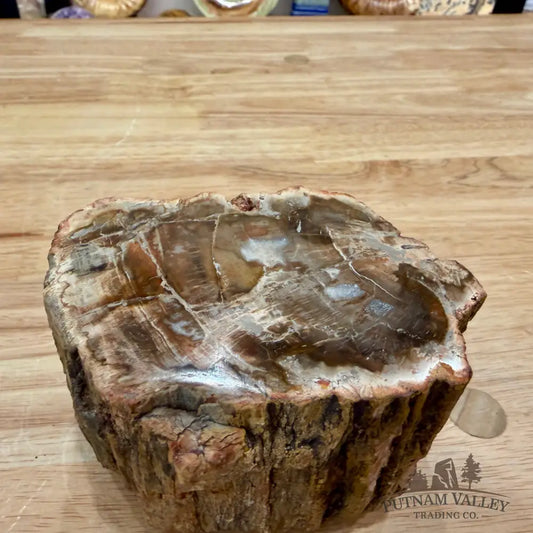 Petrified Wood Mini Stump Accent 4.23’’ - Accent