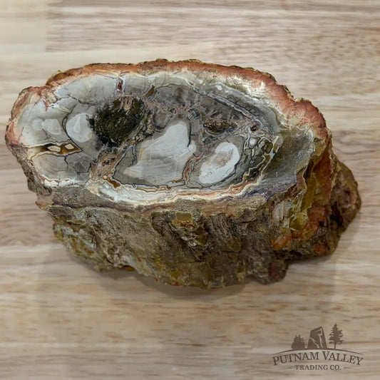 Petrified Wood Mini Stump Accent 4.3’’ - Accent