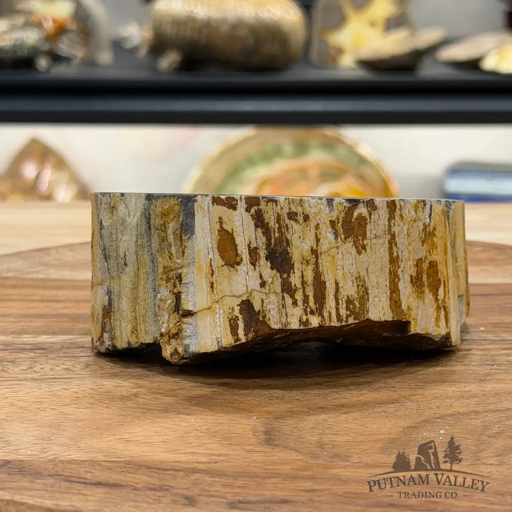 Petrified Wood Mini Stump Accent 4.53’’ - Free Standing Accent