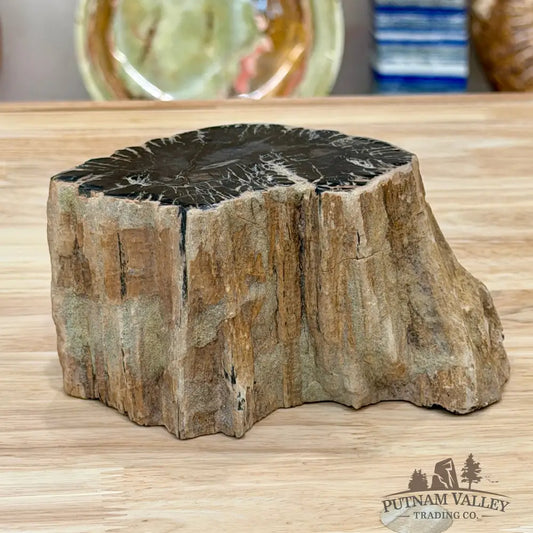 Petrified Wood Mini Stump Accent 5.6’’ - Accent