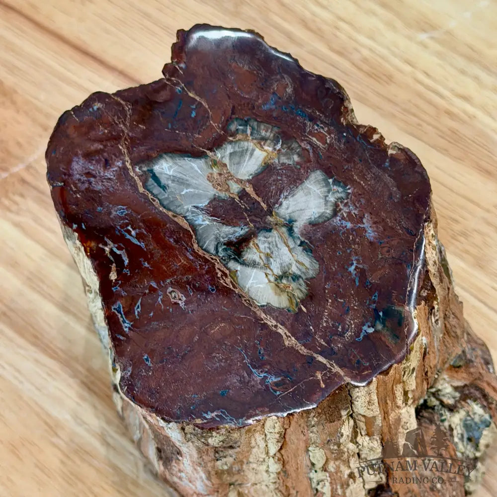 Petrified Wood Mini Stump Accent 5.97’’ - Accent