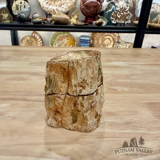 Petrified Wood Mini Stump Accent Pair - Accent