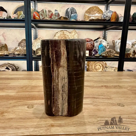 Petrified Wood Round Pillar 7’’ - Accent