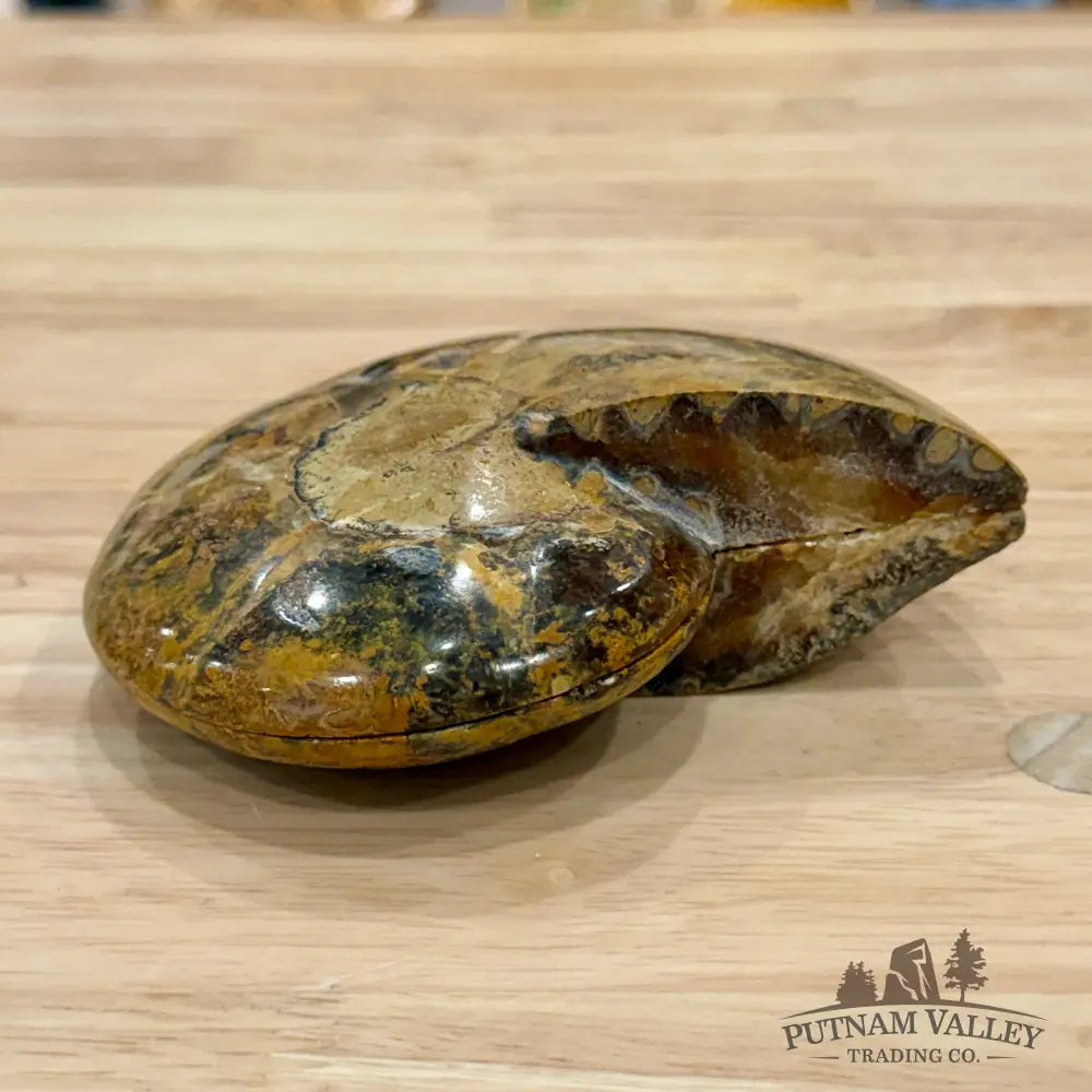 Polished Ammonite Fossil Pair 4.7’’ - Fossil Specimen