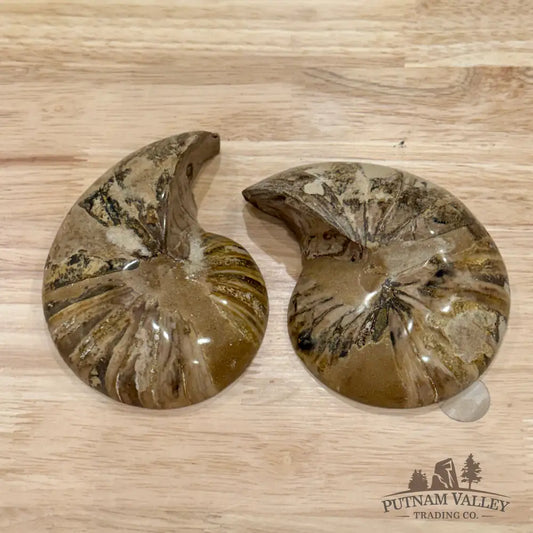 Polished Ammonite Fossil Pair 4.8’’ | Madagascar - Fossil Specimen