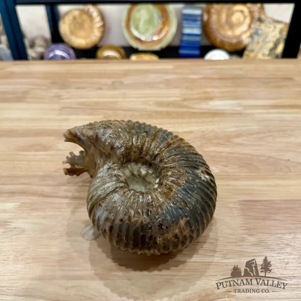 Polished Douvilleiceras Ammonite 6.21’’ | Madagascar - Fossil Specimen