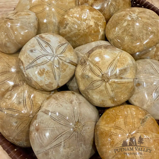 Polished Fossil Sand Dollars | Madagascar - Fossil