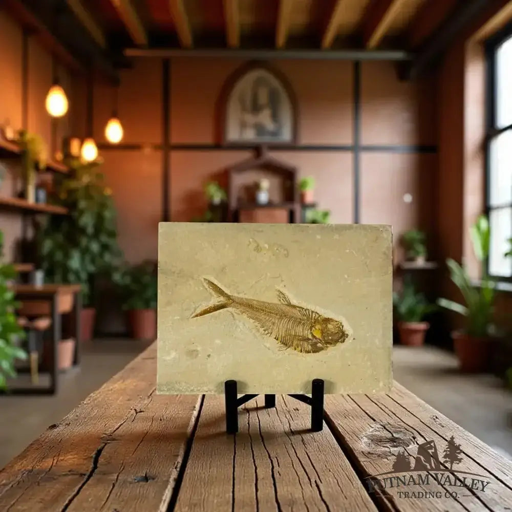 Real Green River Fish Fossil - Putnam Valley Trading Co.