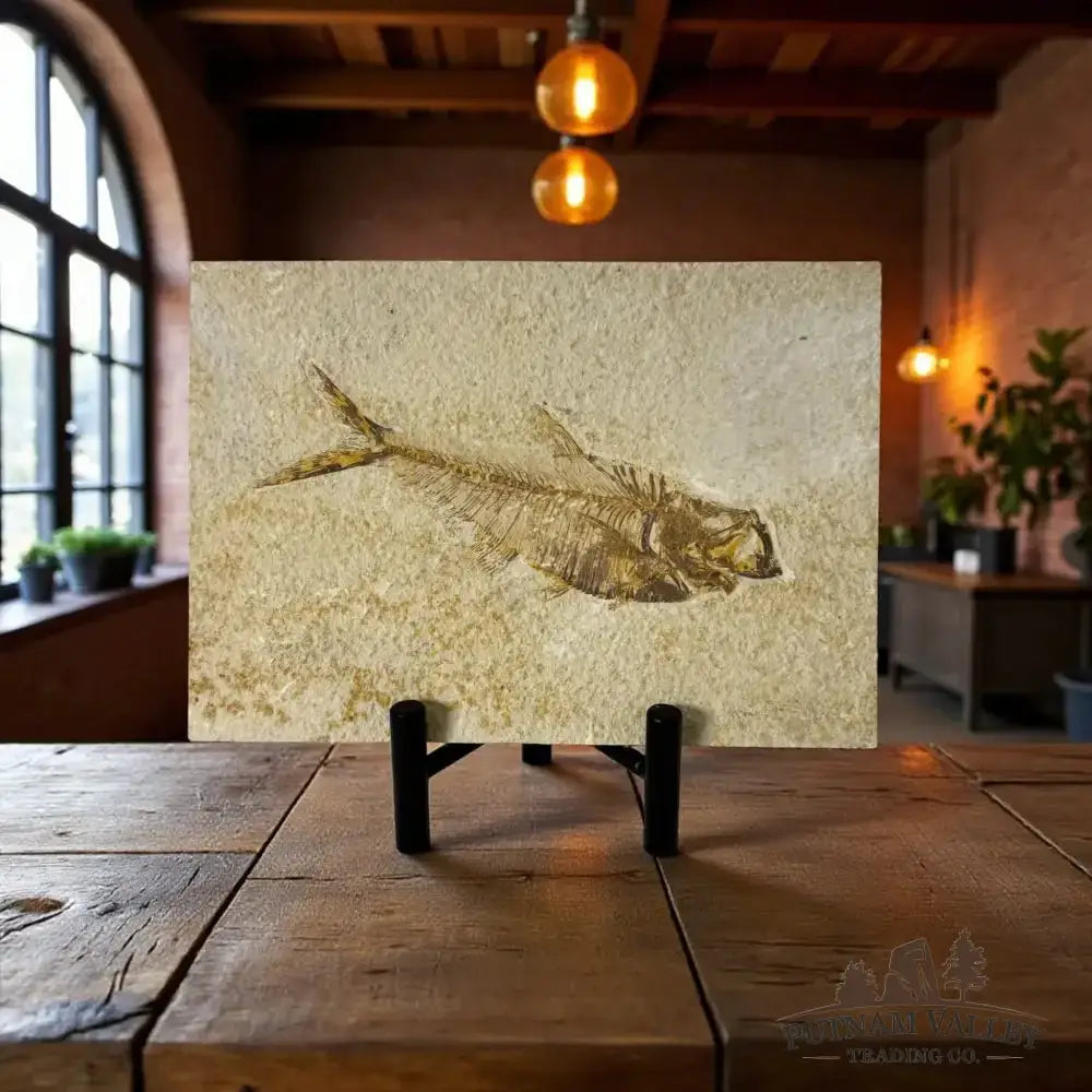 Real Green River Fish Fossil - Putnam Valley Trading Co.
