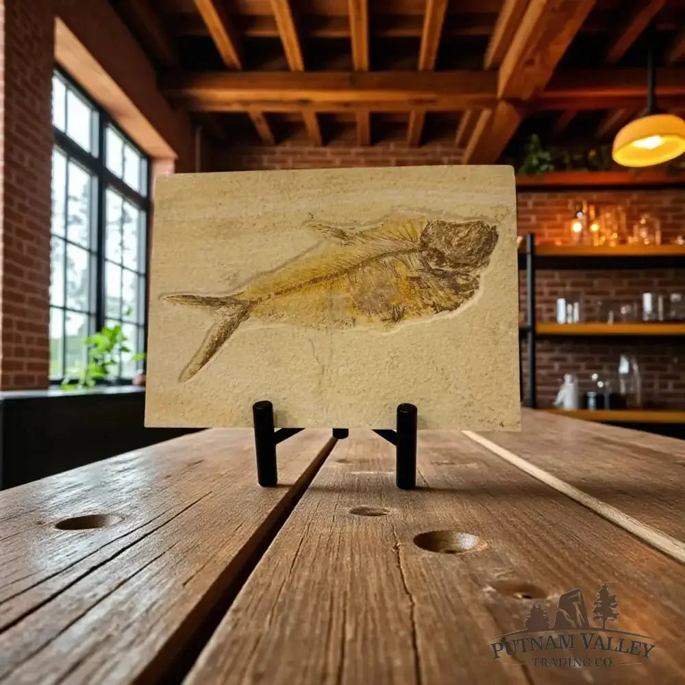 Real Green River Fish Fossil - Putnam Valley Trading Co.