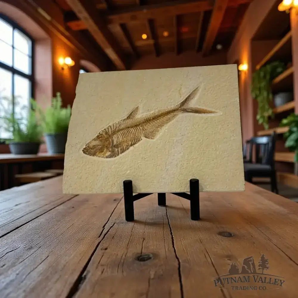 Real Green River Fish Fossil - Putnam Valley Trading Co.